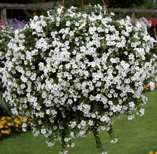 Bacopa Sutera (jednoduchá) - 090A