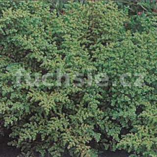 Pilea Microphylla - 108