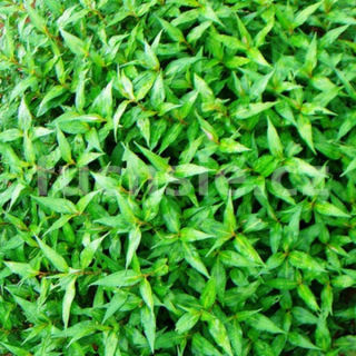 Persicaria odorata - koriandr vietnamský (Koriandr Vietnamský) - 196V