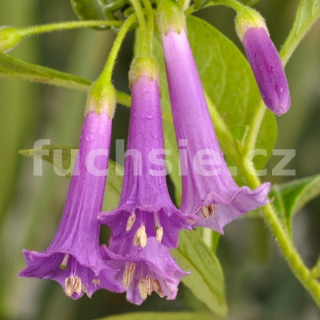 Acnistus Australis-fialový - 157A