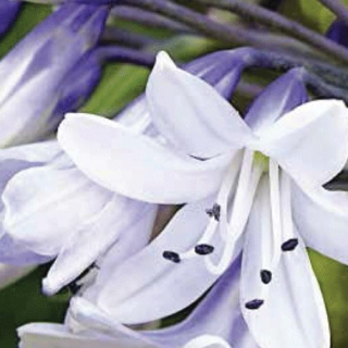 Agapanthus – Silver Baby - 1083A