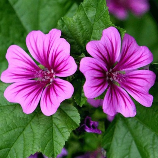 Sléz Maurský – Malva mauritiana - 196M