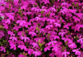 Lobelka růžová převislá - 155R