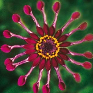 Osteospermum – Fialové s lopatkami - 097A