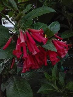 Acnistus Australis-červený - 157C