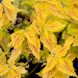 Coleus, Africká kopřiva zlato žlutá - 154 E