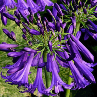 Agapanthus –  "Black Buddhist " - 1083C
