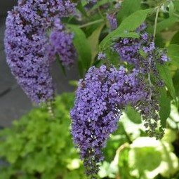 Buddleja Dav. Wisteria Lane, Komule, motýlí keř, letní šeřík - 1006W
