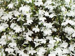 Lobelka  převislá- bílá - 155B