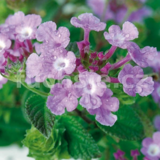 Lantana Montevidensis- modro fialová - 135