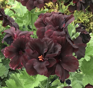 Pelargónie grandiflora- Aristo Schoko, vzpřímený - 1245