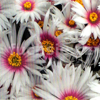 Lampranthus bílý  - 091B