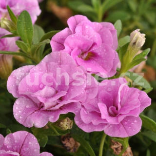 Mill. Bells- růžový plnokvětý - 071P