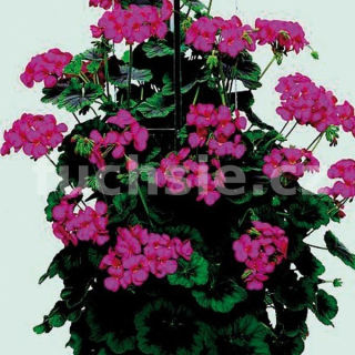 Pelargónie Antic Violet - 1277