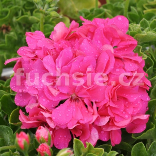 Pelargónie peltátum Rocky - muškát převislý plnokvětý - 1205