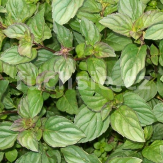 Máta česneková (Menta Species) - 162H