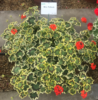 Pelargónie zonale-barevný list, vzpřímený - 1258