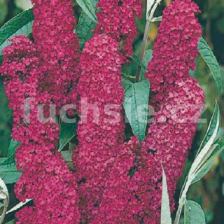 Buddleja Dav. Royal Red (Kumule, Letná šeřík, motýlí keř) - 1007