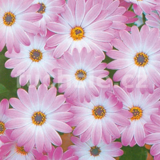 Osteospermum řůžový - 092