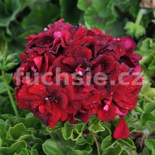 Pelargónie peltátum-Tomi, Muškát převislý - 1213