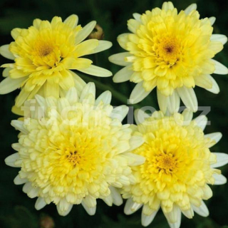 Argyranthemum žlutá (Pařížská kopretina) - 141