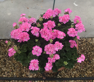 Pelargónie zonale-muškát vzpřímený růžový - 1231