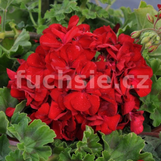 Pelargonie zonale -tmavo červený - vzpřímený - 1189