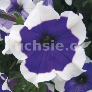 Surfinie modrá s bílým lemem - 051